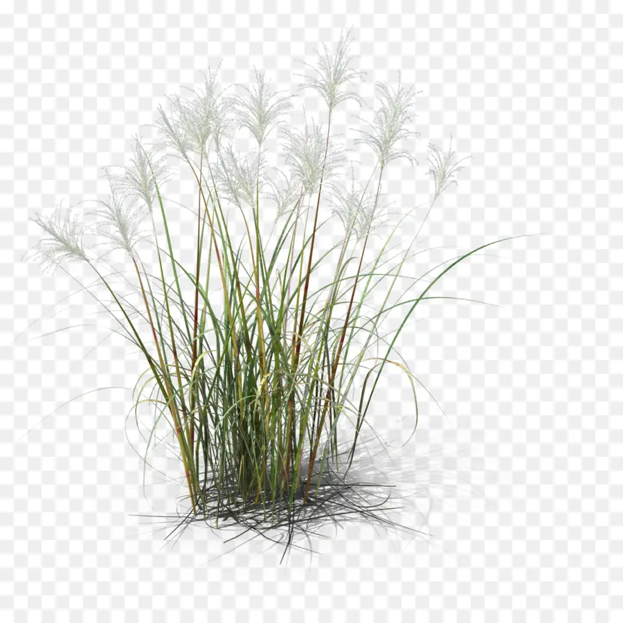 Planta Herbácea，Común Reed PNG