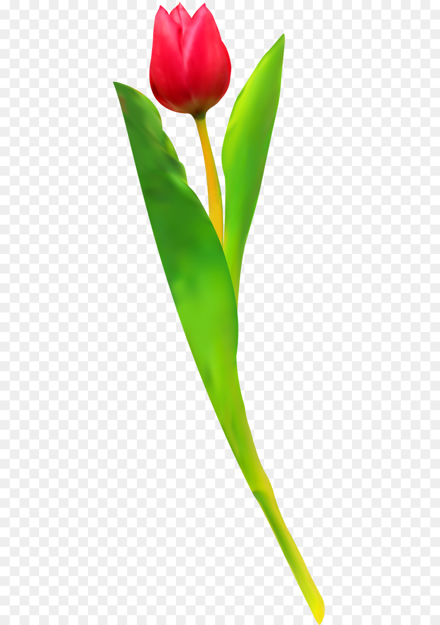 Tulip，Las Flores Cortadas PNG