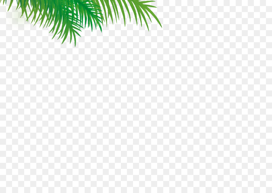 Palmera，Coco PNG