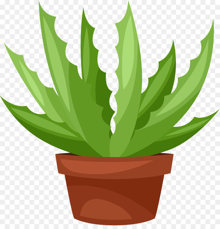 Planta Suculenta，Cactus PNG