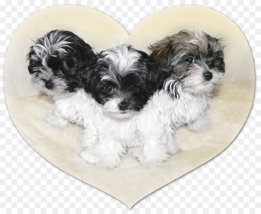 Morkie，Shih Tzu PNG