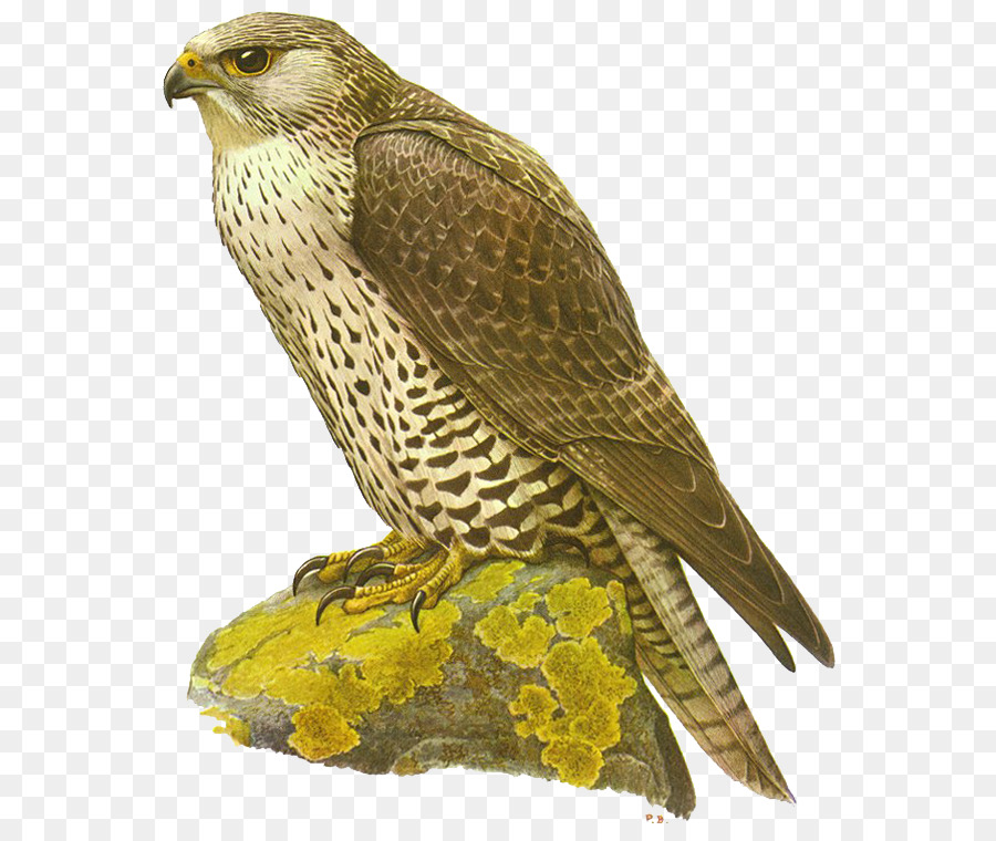 Falcon，Gerifalte PNG