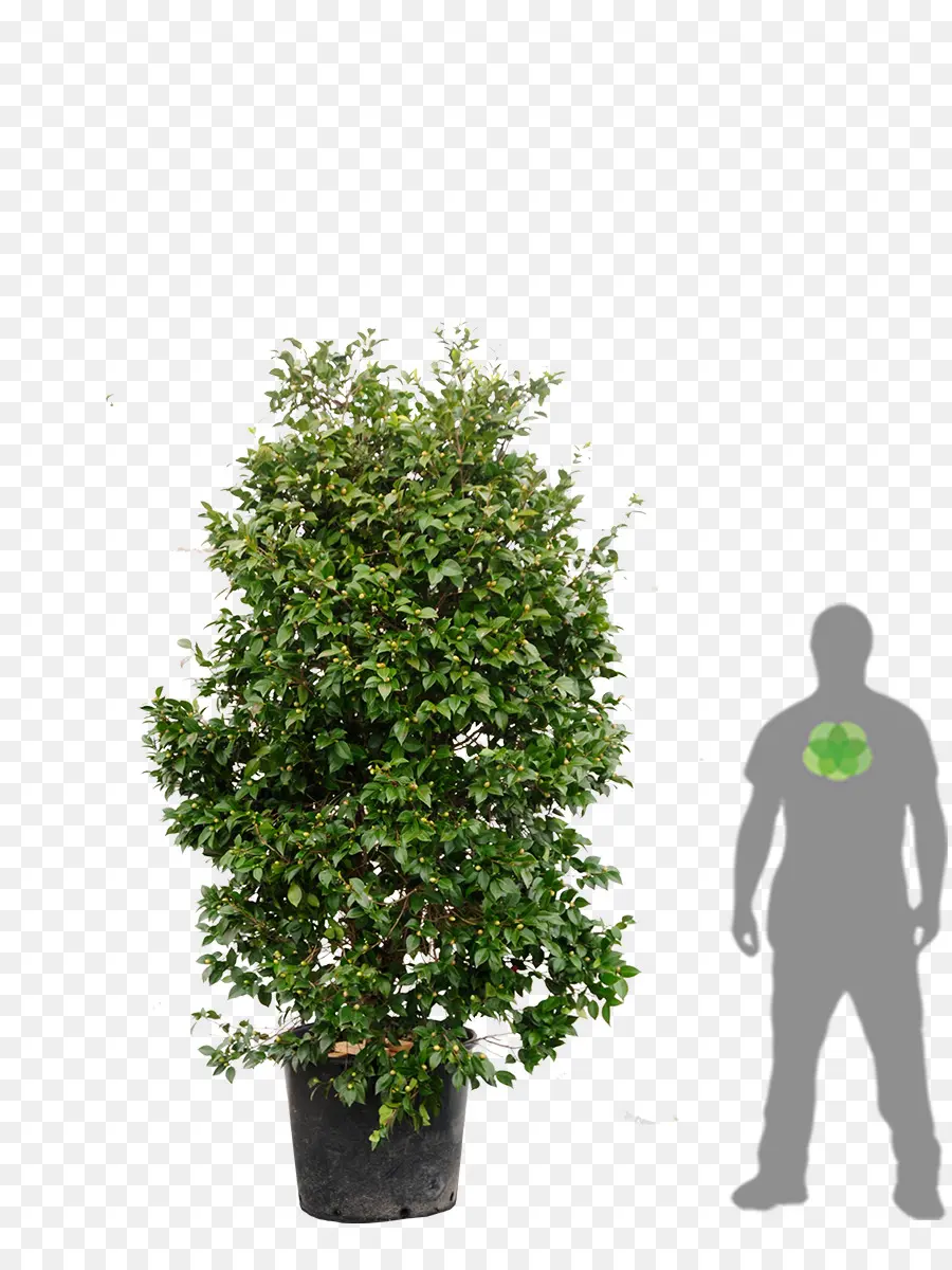 Japonés De La Camelia，Árbol PNG