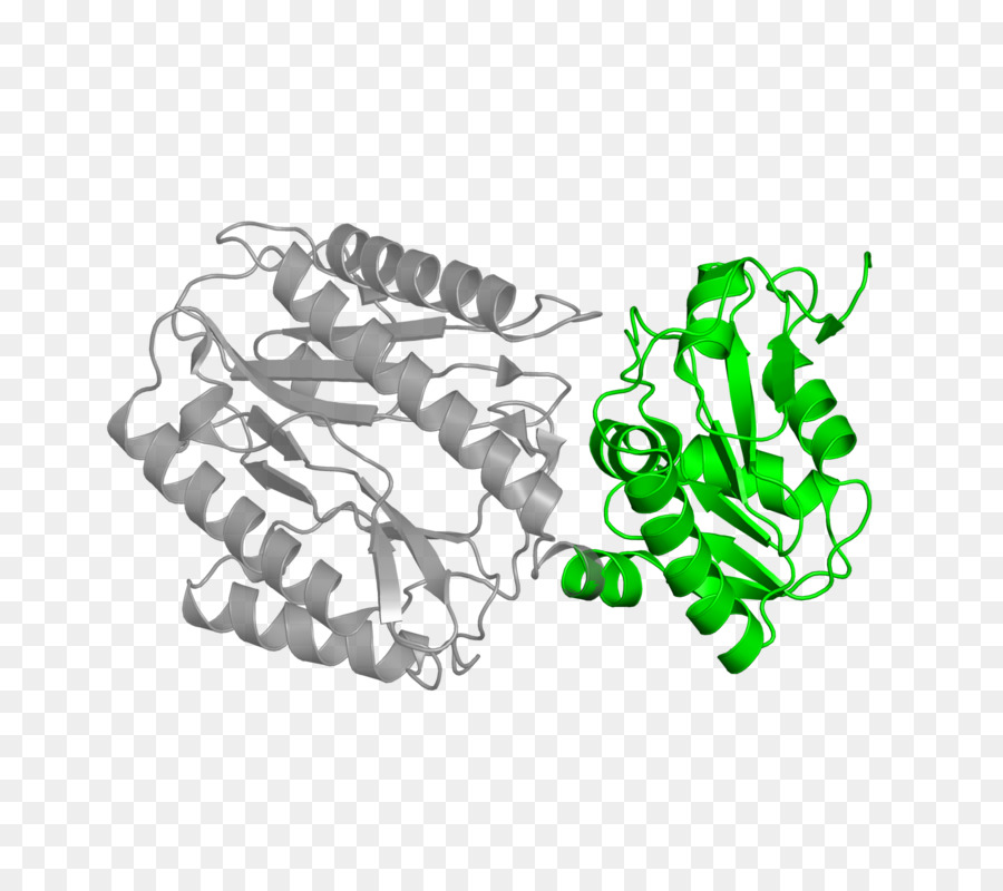 Estructura De La Proteína Verde，Biología PNG