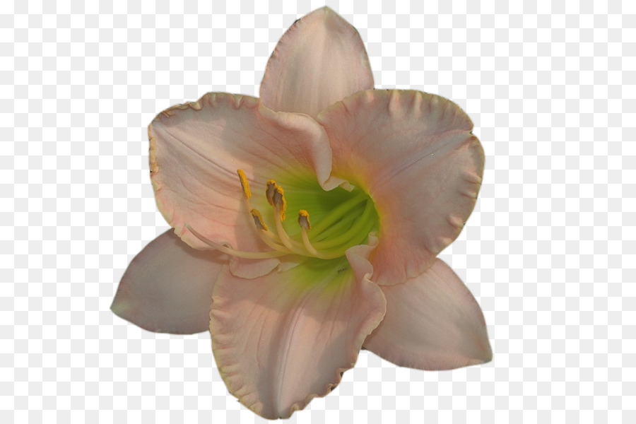 Flor Colorida，Florecer PNG