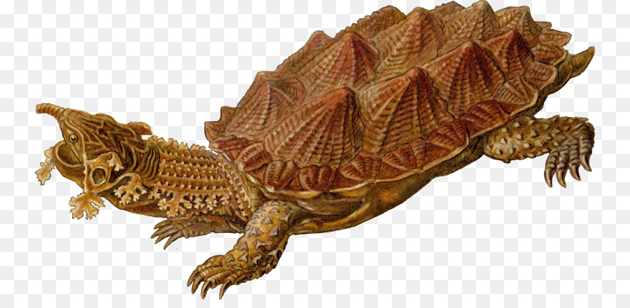 Tortuga，Reptiles PNG