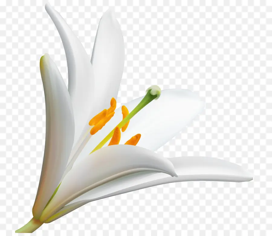 Lirio Blanco，Lirio PNG