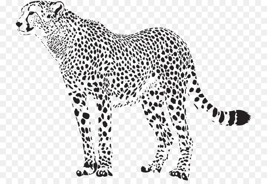 Guepardo，Leopardo PNG