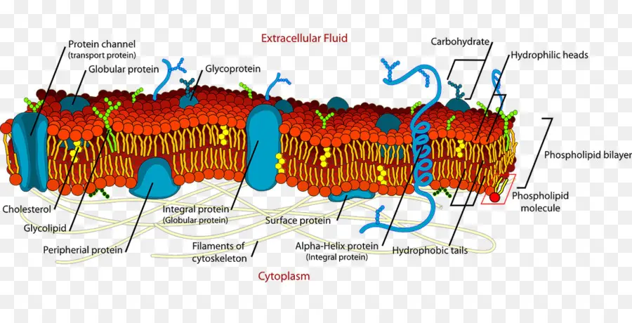 La Estructura De La Membrana，Membrana De La Célula PNG