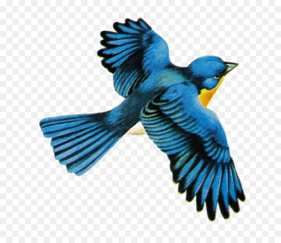 Pájaro，Vuelo PNG