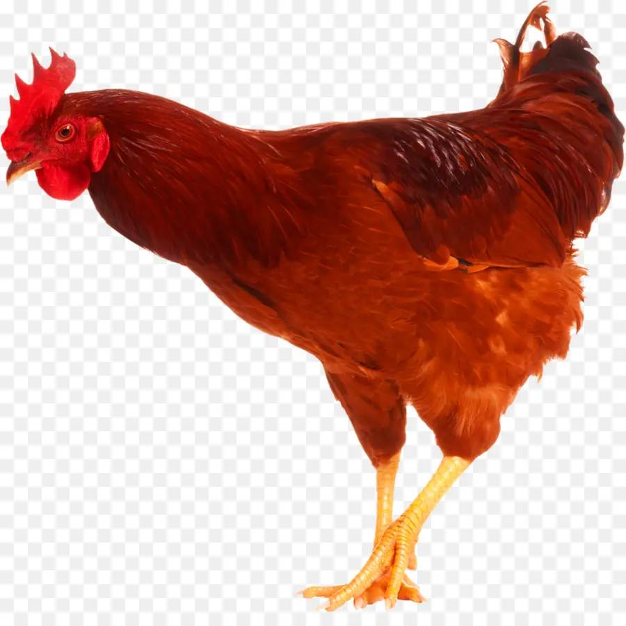 Pollo，Una Fotografía De Stock PNG