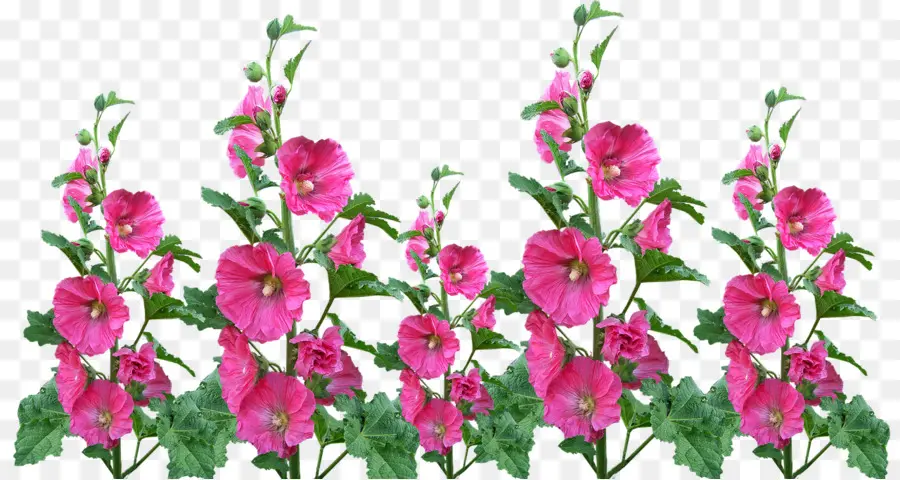 Flores Rosadas，Plantas PNG