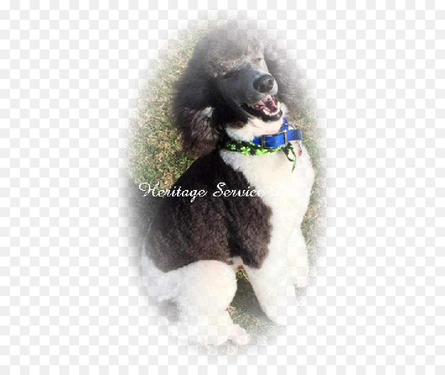 Poodle Estándar，En Miniatura Caniche PNG