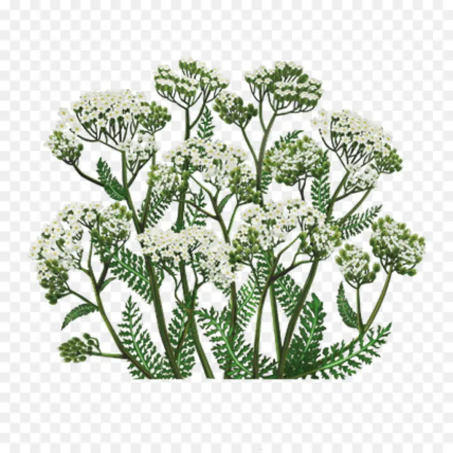 Yarrow，Plantas Medicinales PNG