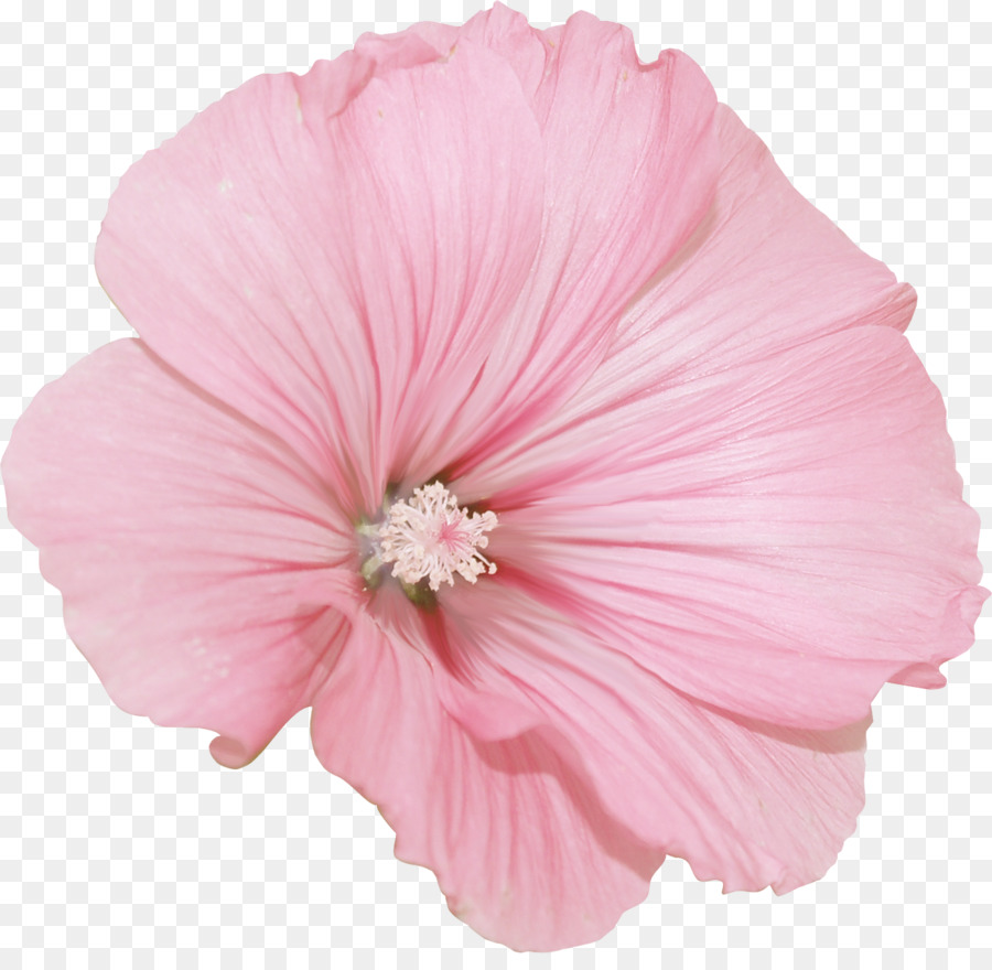 Malva，Flor PNG