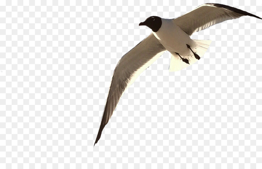 Gaviota，Vuelo PNG