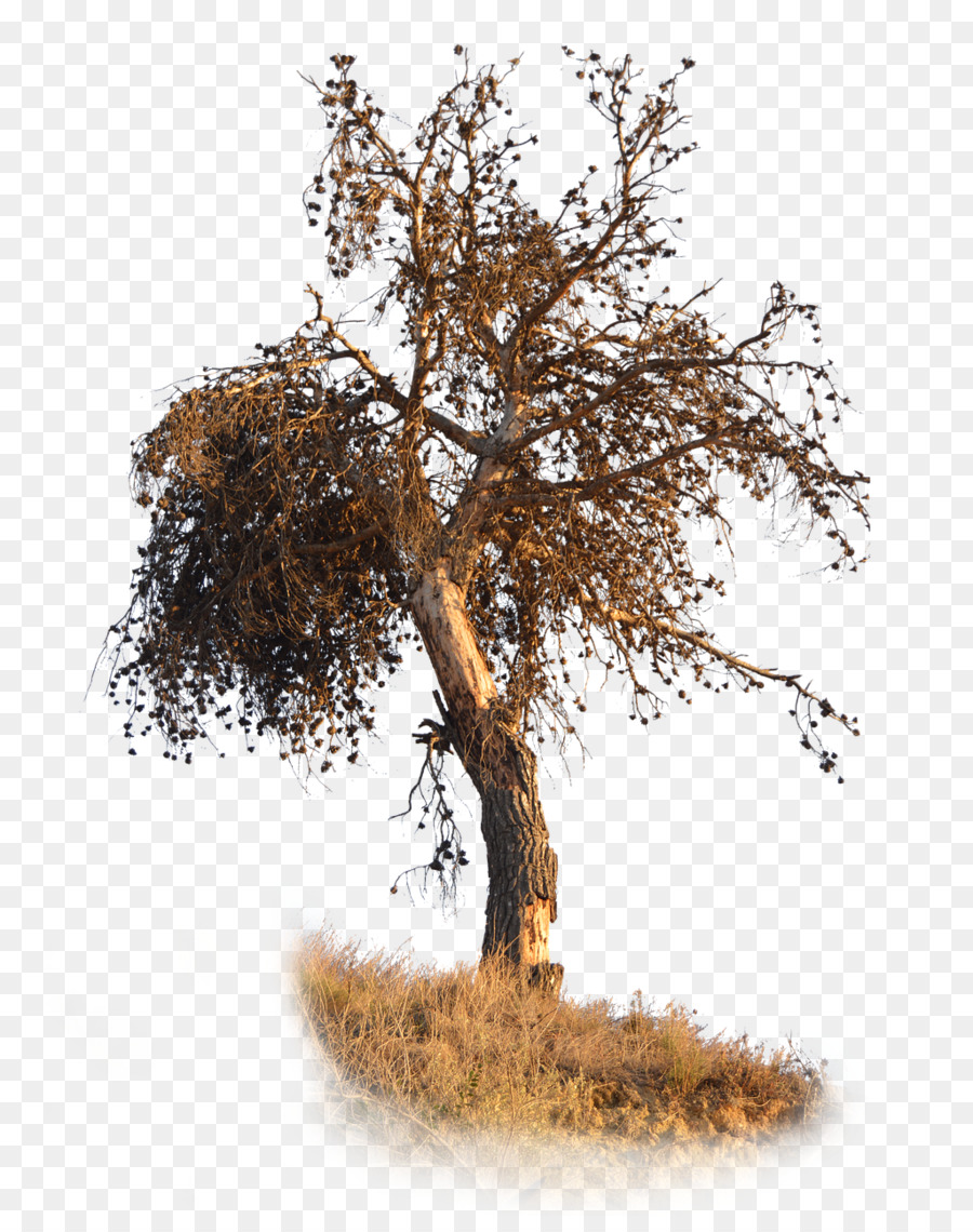 árbol De Otoño，Hojas PNG