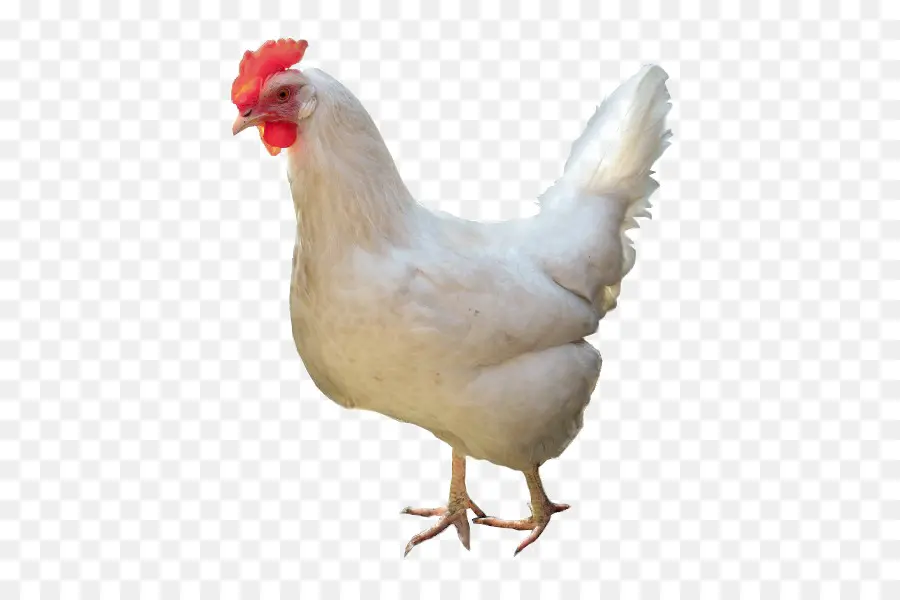 Pollo Leghorn，De Pollos De Engorde PNG