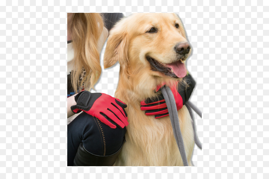 Golden Retriever，Ecuestre Guantes PNG