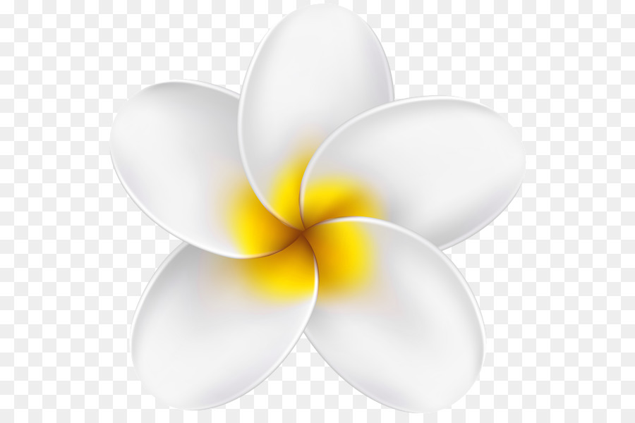 Flor Blanca，Pétalos PNG