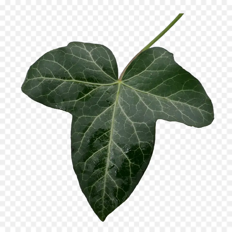 Hoja，Hiedra Común PNG