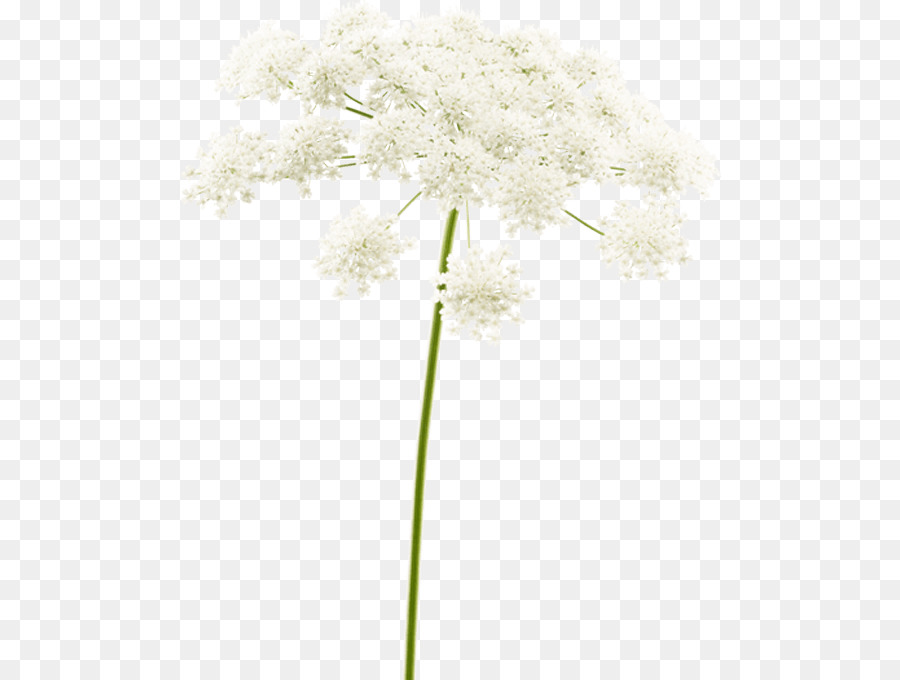 Flor，Tallo De La Planta PNG