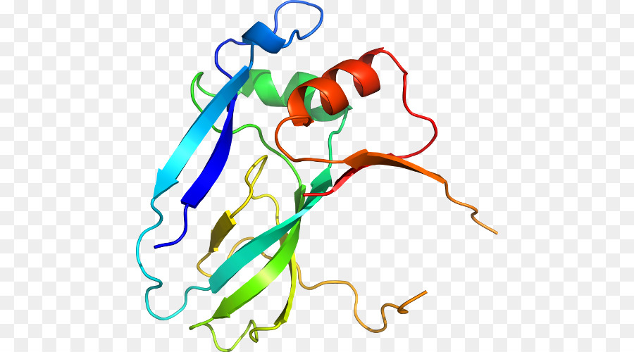 Estructura De La Proteína，Biología PNG