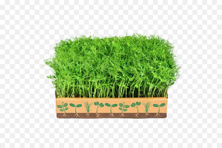 Los Verdes，Microgreen PNG