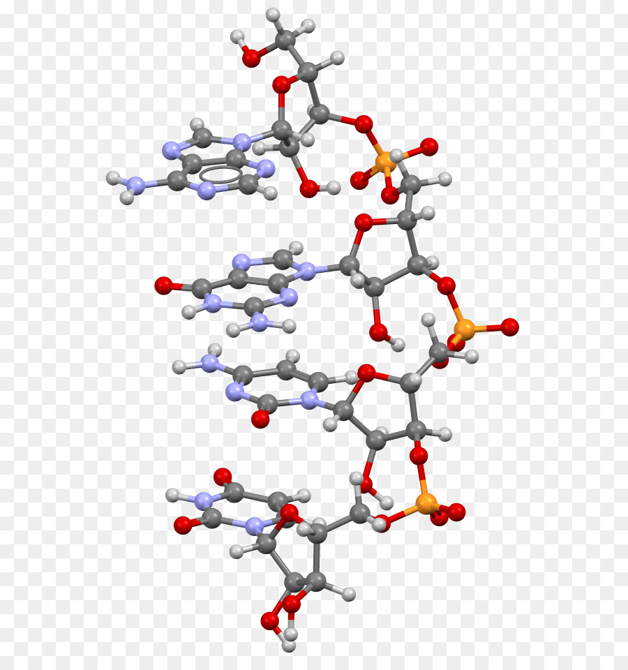 La Proteína Biosynthesis，Arn PNG