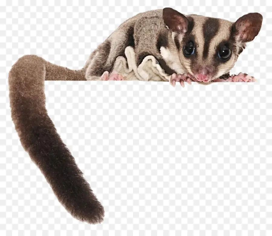 Planeador Del Azúcar，Marsupial PNG