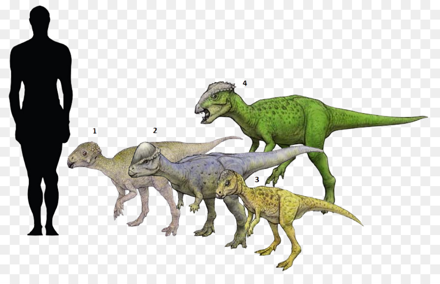 Micropachycephalosaurus，Chaoyangsaurus PNG