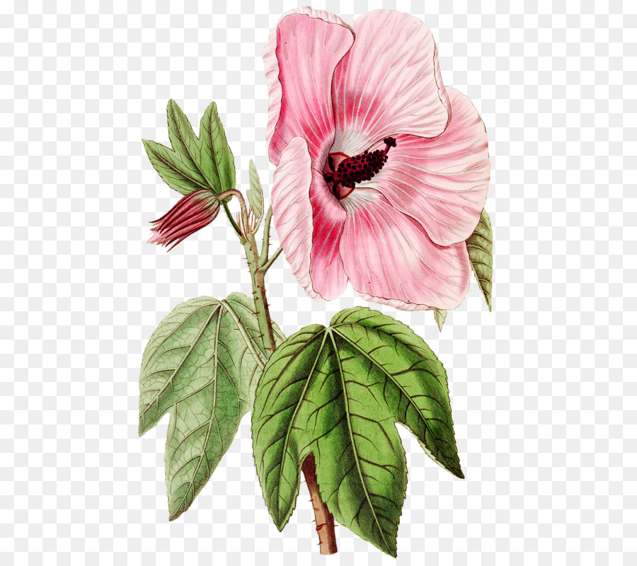 Hibiscus Splendens，Dibujo PNG
