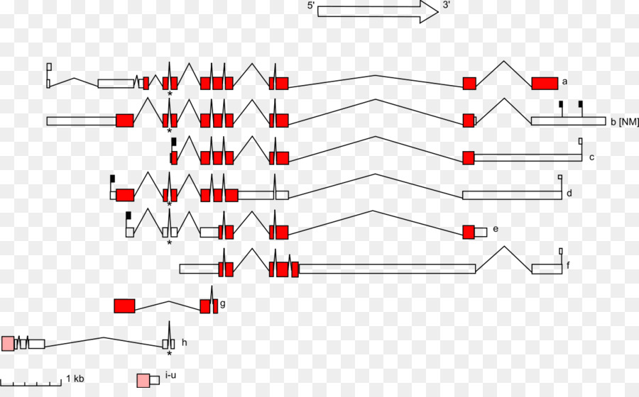 Los Genes，Stk11 PNG