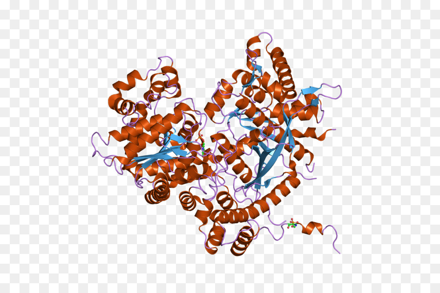 Estructura De La Proteína，Molécula PNG