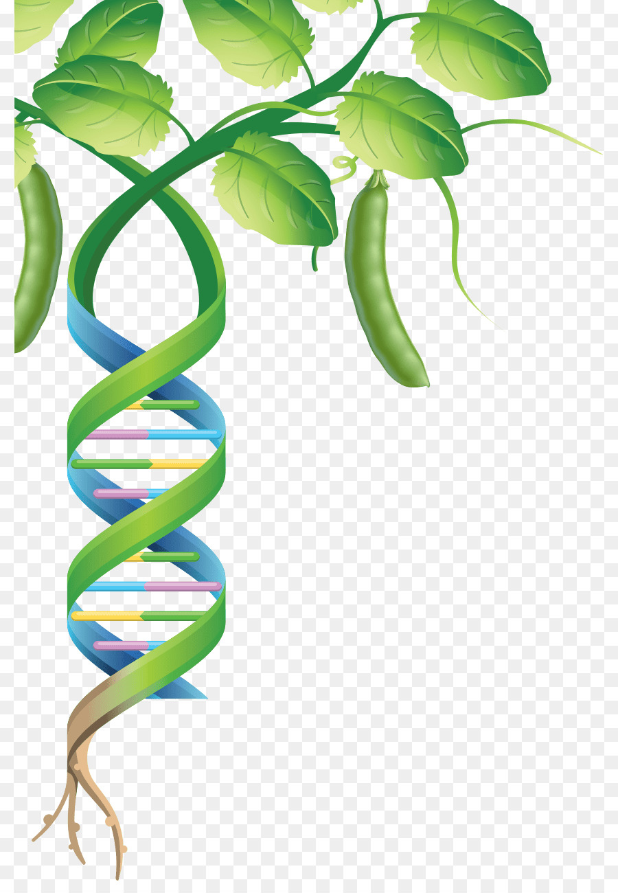 Planta De Adn，Genética PNG