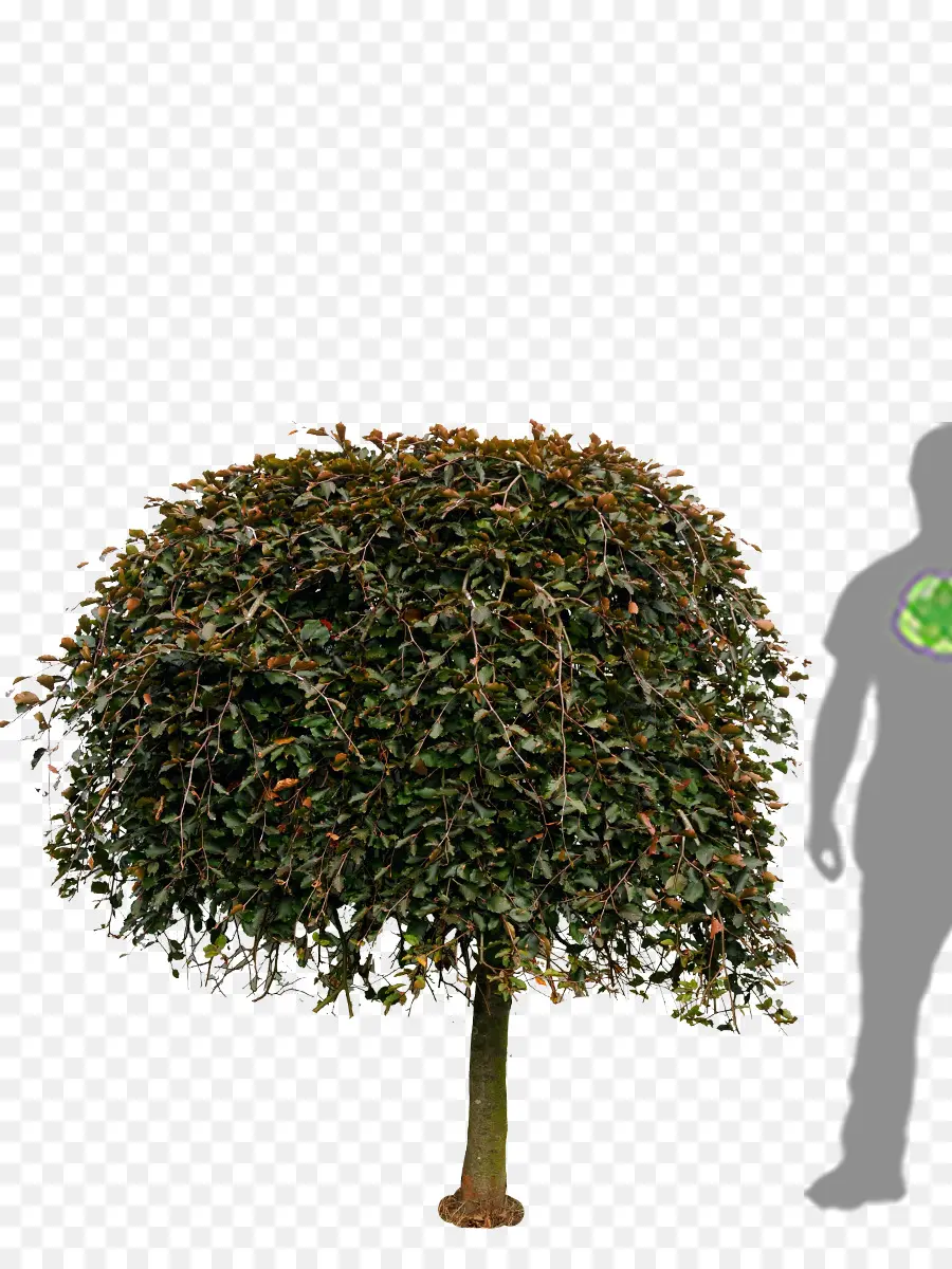 Árbol，Copper Beech PNG