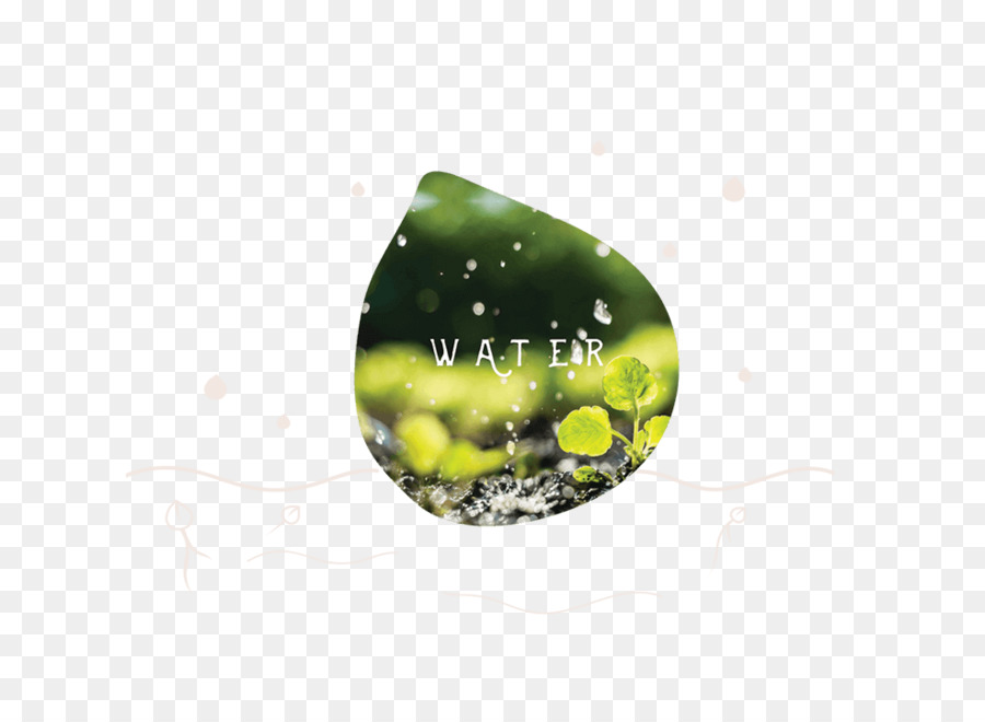 Agua，Organismo PNG