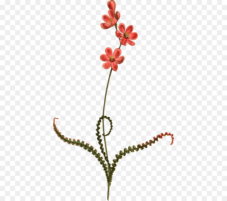 Babiana Stricta，Flor PNG