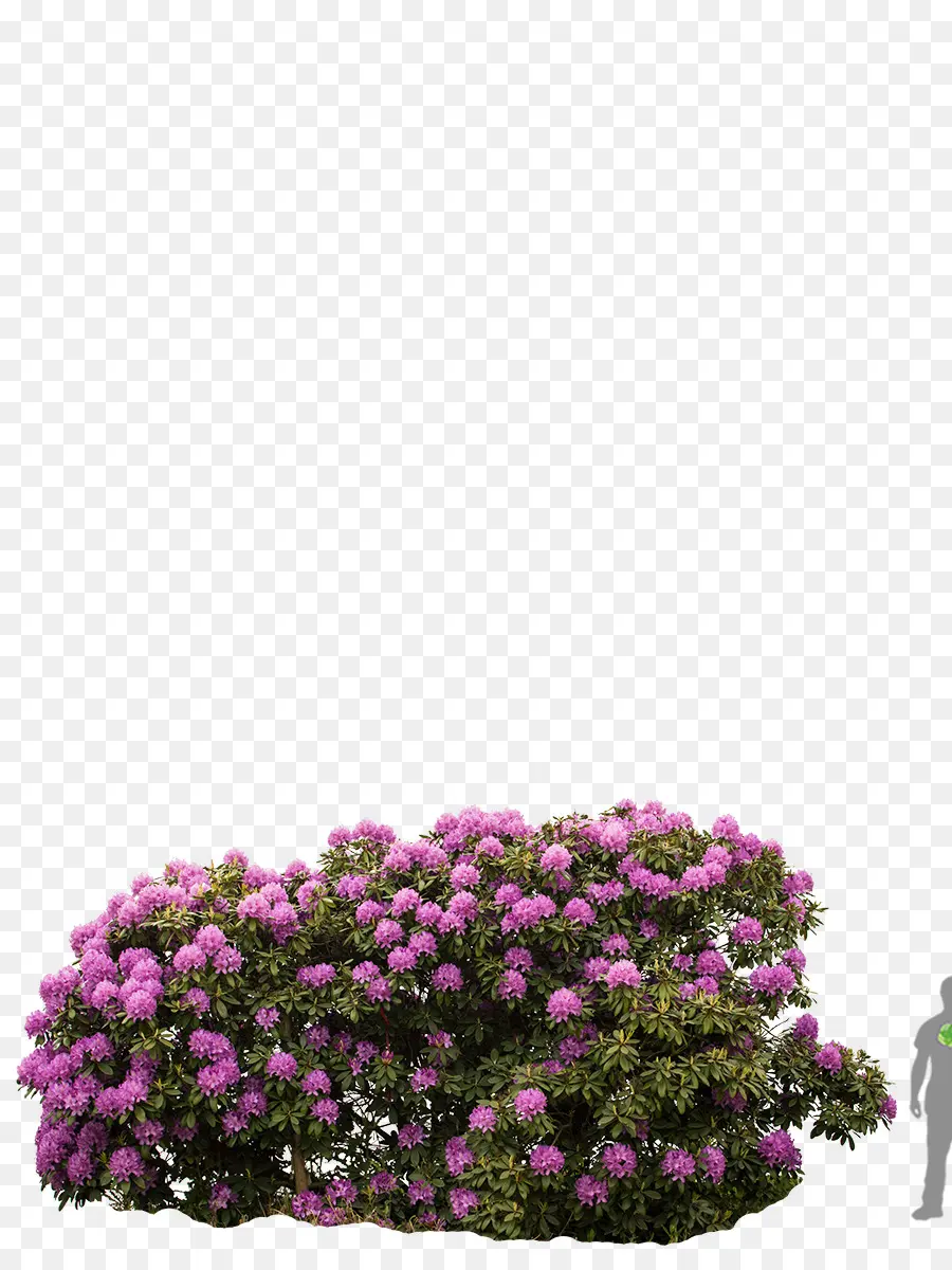 El Rododendro，Rododendro Roseo Elegans PNG