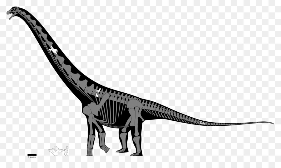 Velociraptor，Notocolossus PNG