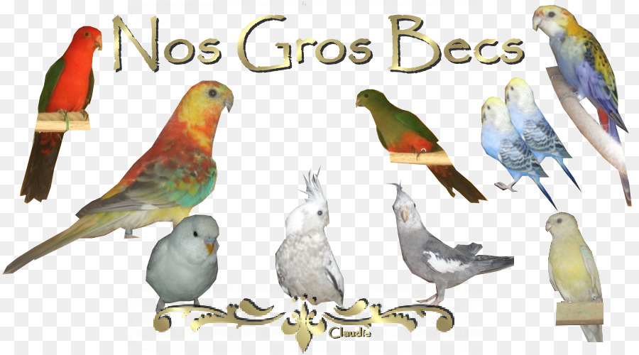 Budgericar，Aves PNG