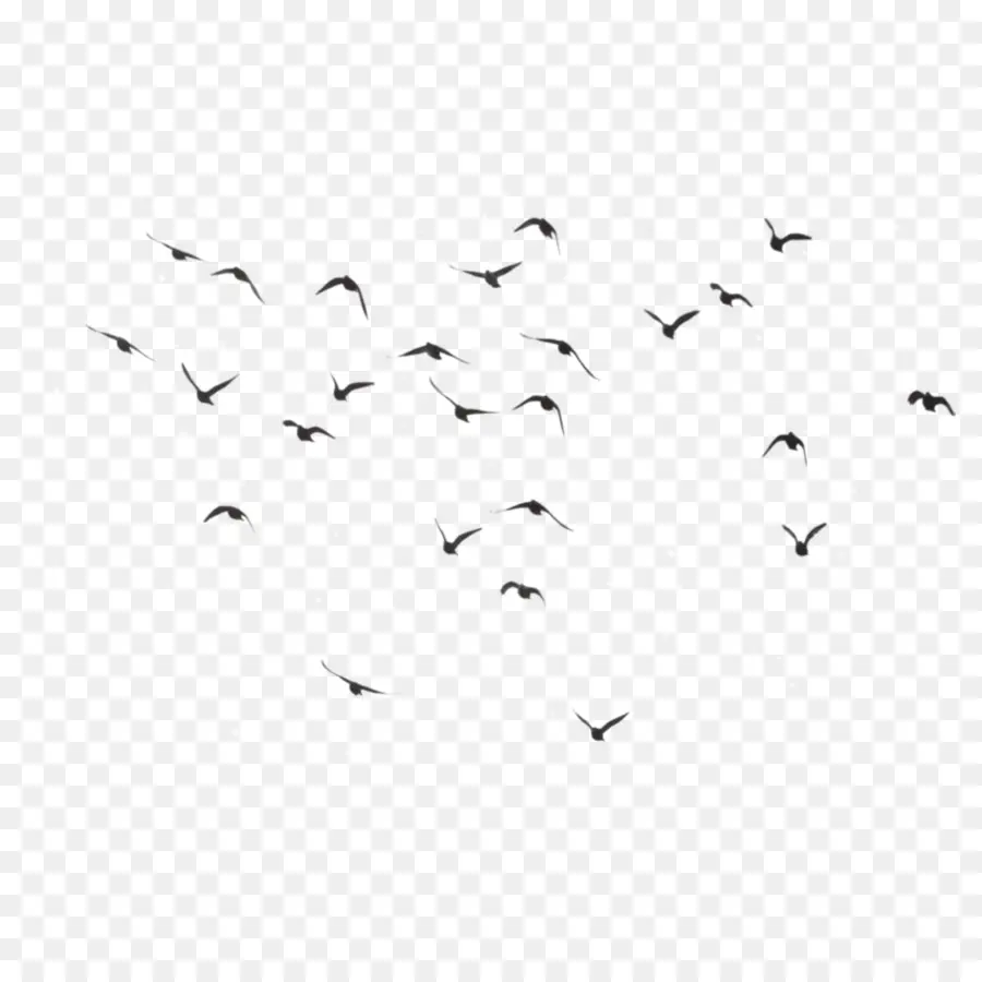 Aves，Vuelo PNG