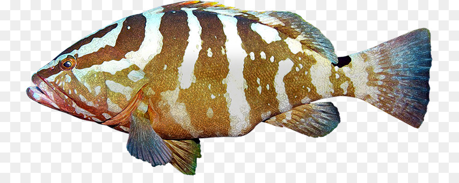 La Tilapia，Euthynnus Lineatus PNG