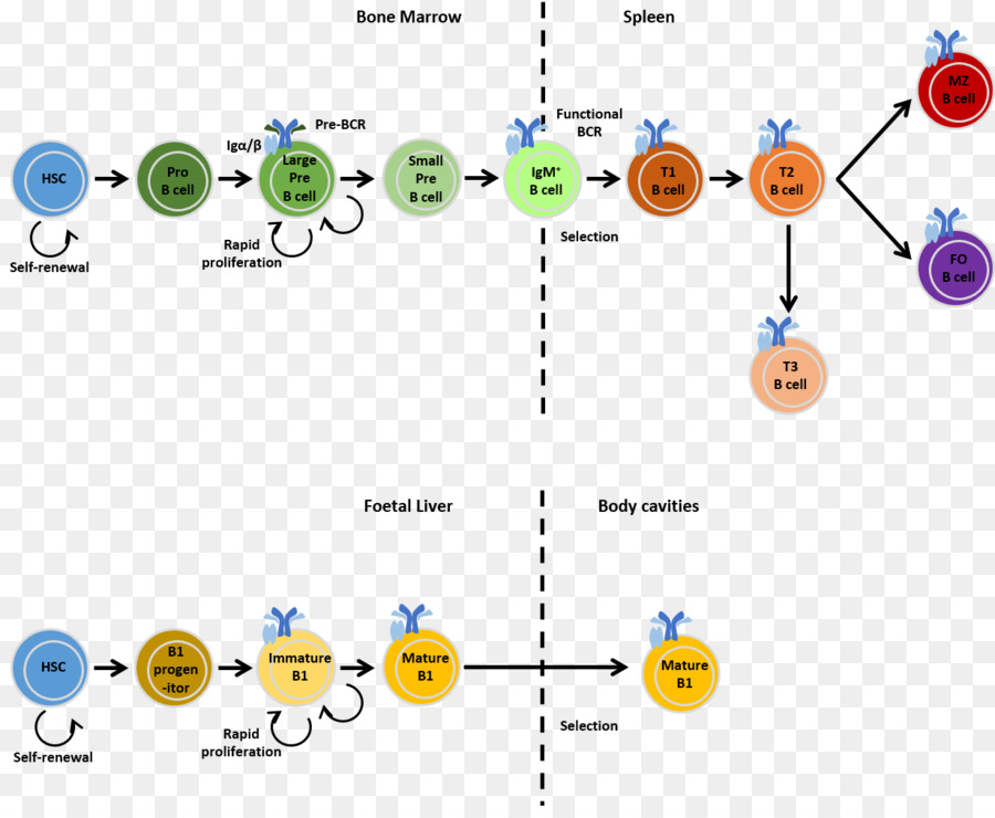 Diagrama，Tecnología PNG