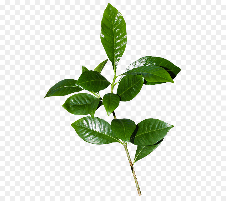 Hojas Verdes，Naturaleza PNG