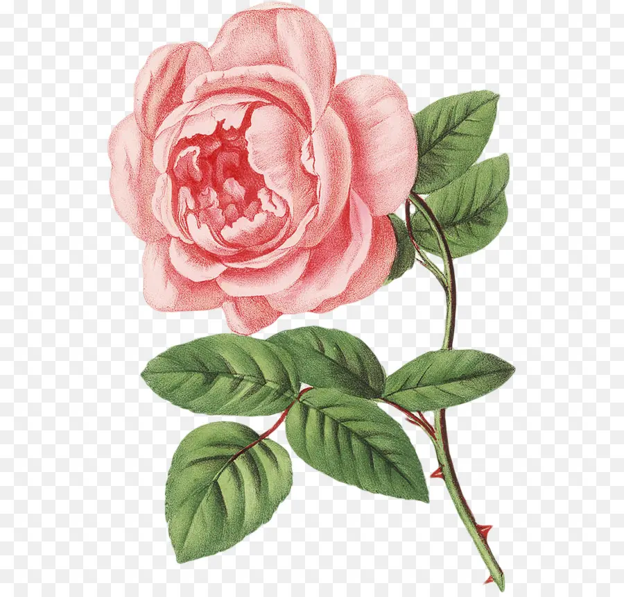 Rosa Rosa，Hojas PNG