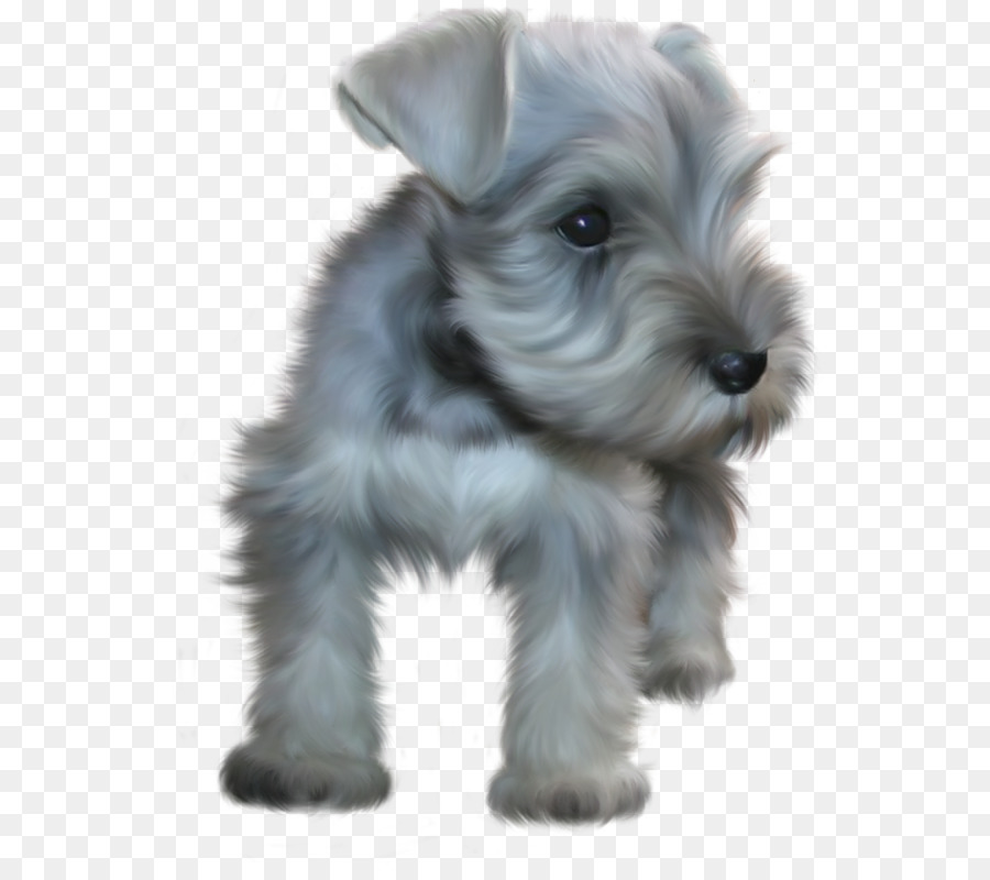 Schnauzer Miniatura，Schnauzer Estándar PNG