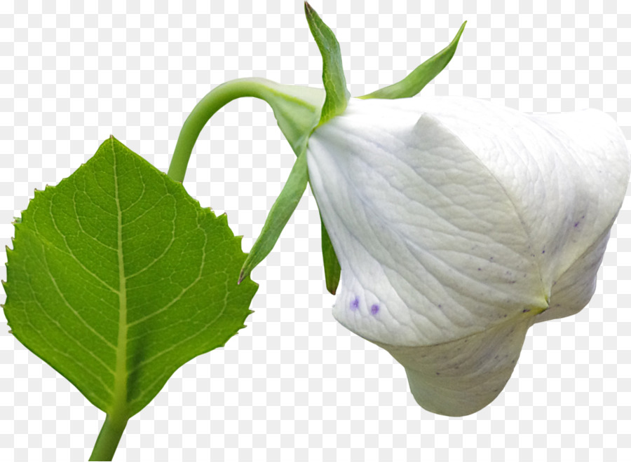 Flor Blanca，Hoja PNG