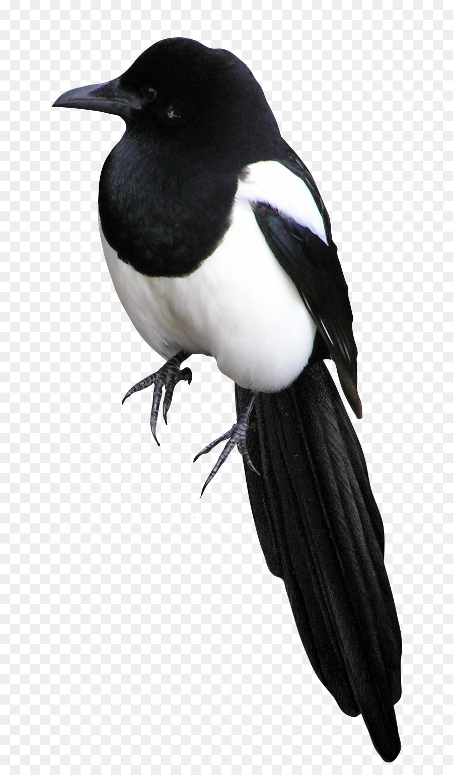 Eurasia Urraca，Aves PNG