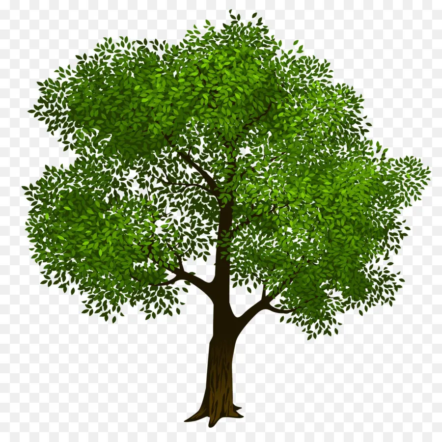 Árbol，Hojas Verdes PNG